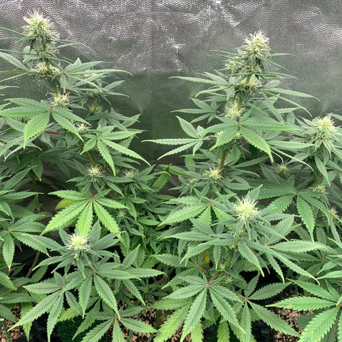Sour Kush growlog photo: 02