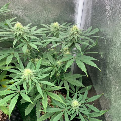 Sour Kush growlog photo: 03