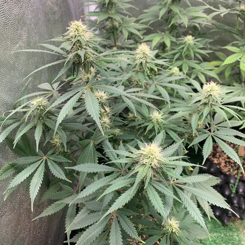 Sour Kush growlog photo: 04