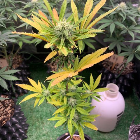 Sour Kush growlog photo: 05