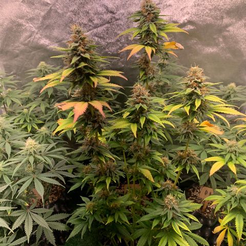Aminesia growlog photo: 01
