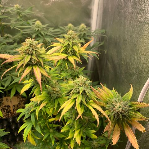 Aminesia growlog photo: 02