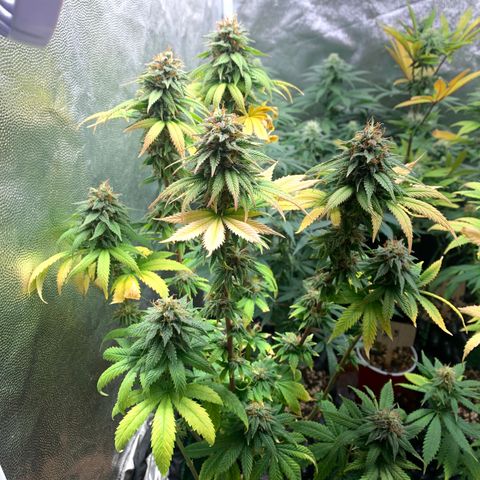 Aminesia growlog photo: 03
