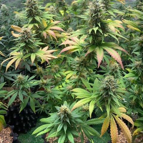 Aminesia growlog photo: 04