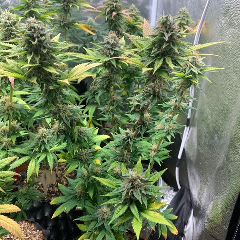 Aminesia growlog photo: 05