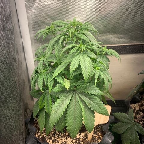 Northern Kush growlog photo: 01
