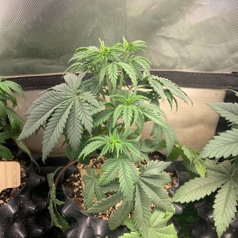 Northern Kush growlog photo: 02
