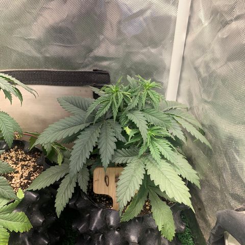 Northern Kush growlog photo: 03