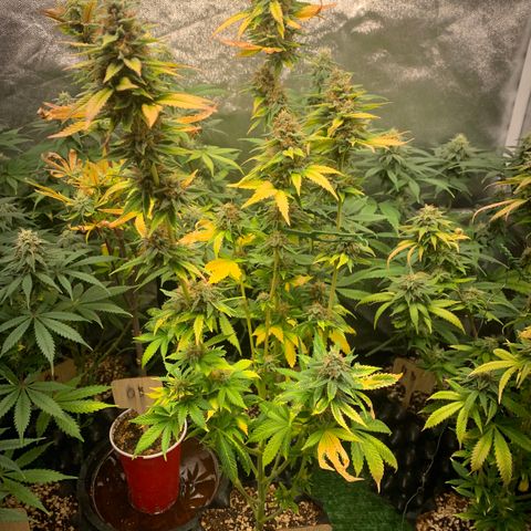 Aminesia growlog photo: 01