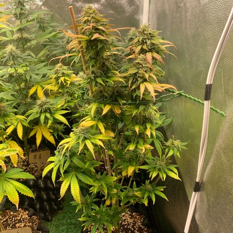 Aminesia growlog photo: 02