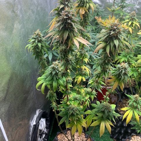 Aminesia growlog photo: 03