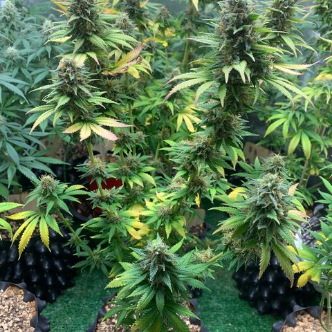 Aminesia growlog photo: 04