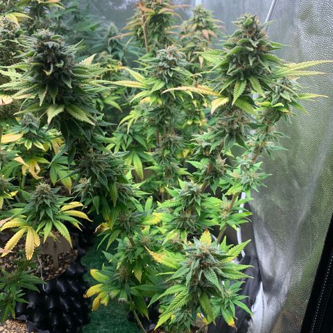 Aminesia growlog photo: 05