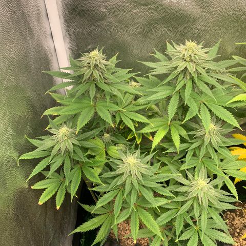 Sour Kush growlog photo: 01