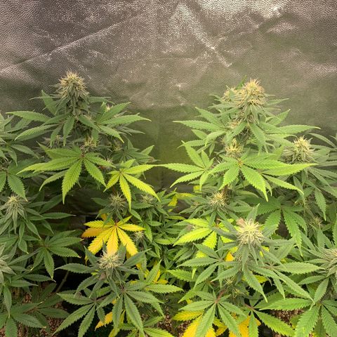 Sour Kush growlog photo: 02
