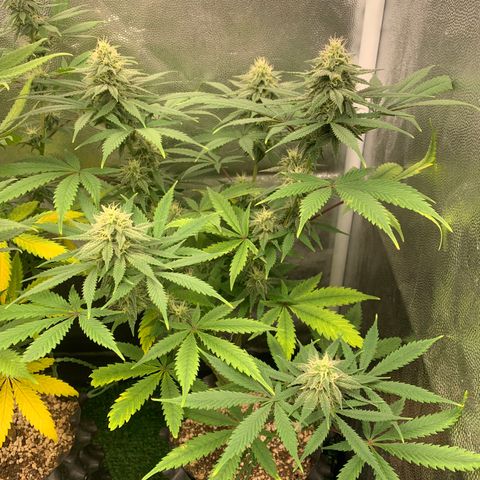 Sour Kush growlog photo: 03