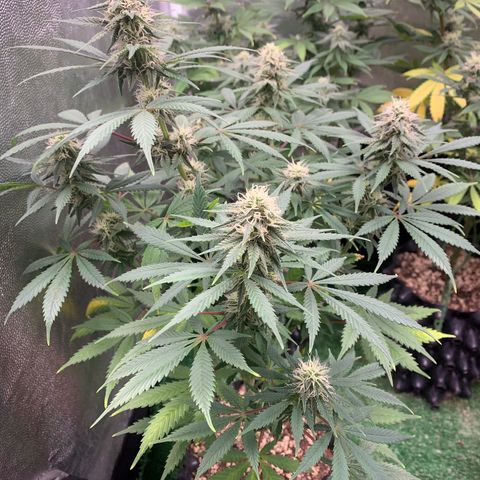Sour Kush growlog photo: 04