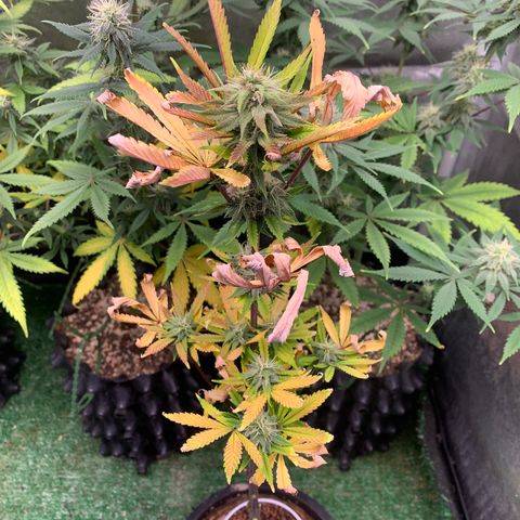 Sour Kush growlog photo: 05