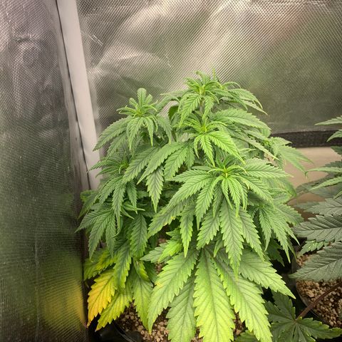 Northern Kush growlog photo: 01