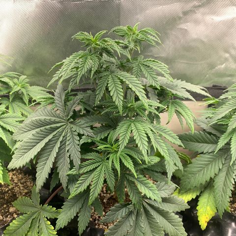 Northern Kush growlog photo: 02