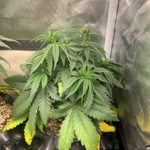 Northern Kush growlog photo: 03