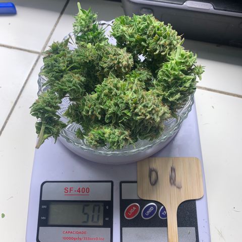 Aminesia growlog timeline photo