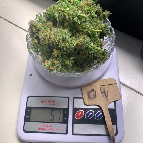 Aminesia growlog timeline photo