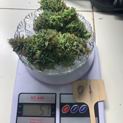 Aminesia growlog timeline photo