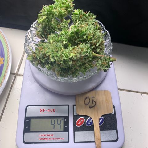 Aminesia growlog timeline photo