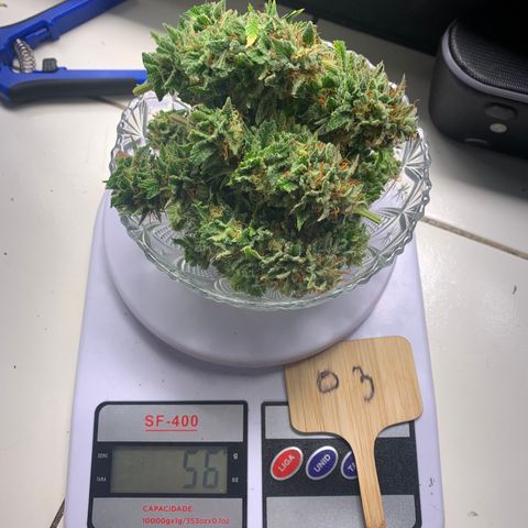Aminesia growlog timeline photo