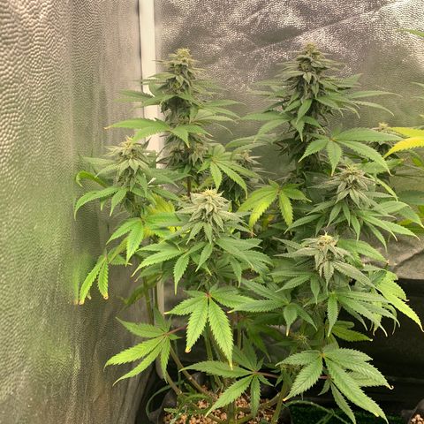 Sour Kush growlog photo: 01