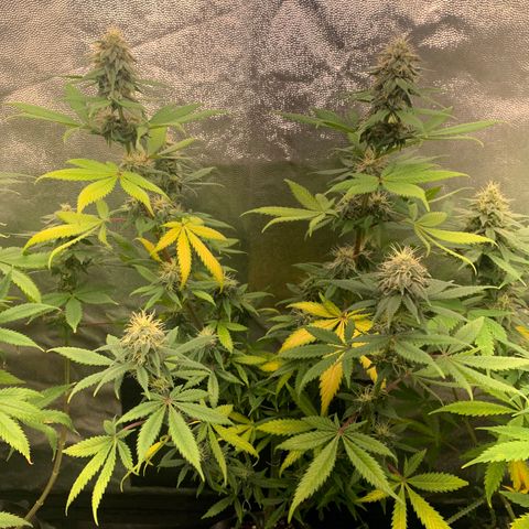 Sour Kush growlog photo: 02