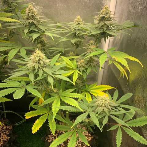 Sour Kush growlog photo: 03
