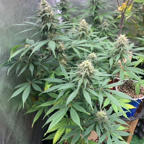 Sour Kush growlog photo: 04