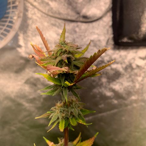Sour Kush growlog photo: 05