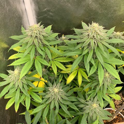 Sour Kush growlog photo: 01
