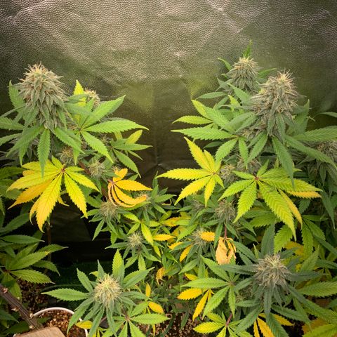 Sour Kush growlog photo: 02