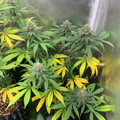 Sour Kush growlog photo: 03