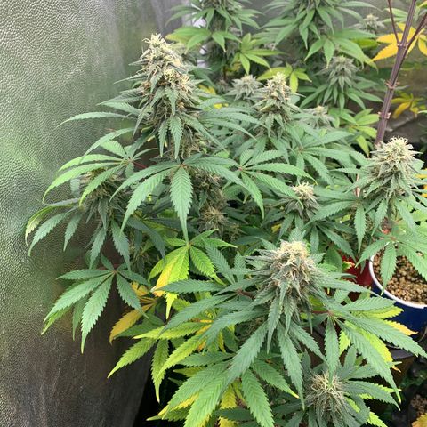 Sour Kush growlog photo: 04
