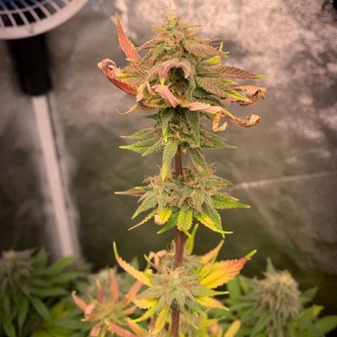 Sour Kush growlog photo: 05