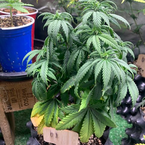 Northern Kush growlog photo: 01