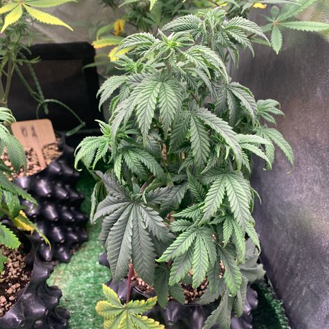 Northern Kush growlog photo: 02