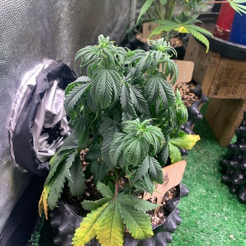 Northern Kush growlog photo: 03