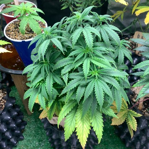 Northern Kush growlog photo: 01