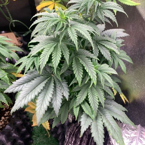 Northern Kush growlog photo: 02