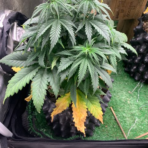 Northern Kush growlog photo: 03