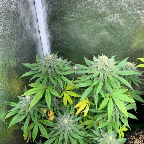 Sour Kush growlog photo: 01