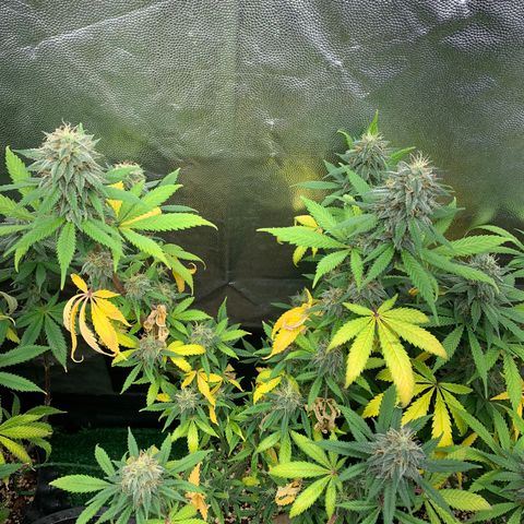 Sour Kush growlog photo: 02