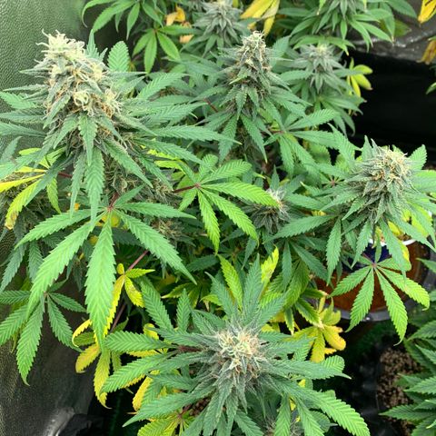 Sour Kush growlog photo: 04