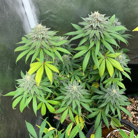 Sour Kush growlog photo: 01